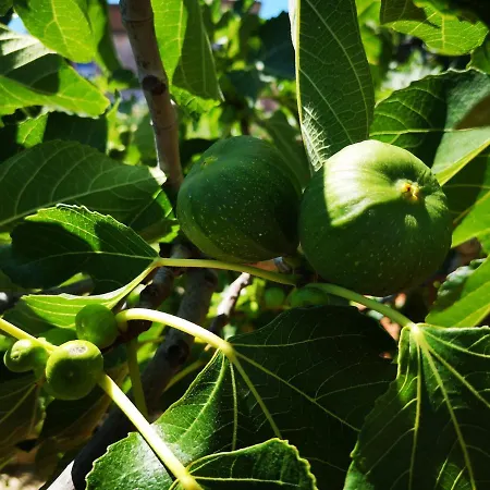 Centurio Lejlighed Pula