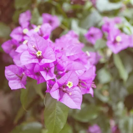 아파트 Centurio 풀라