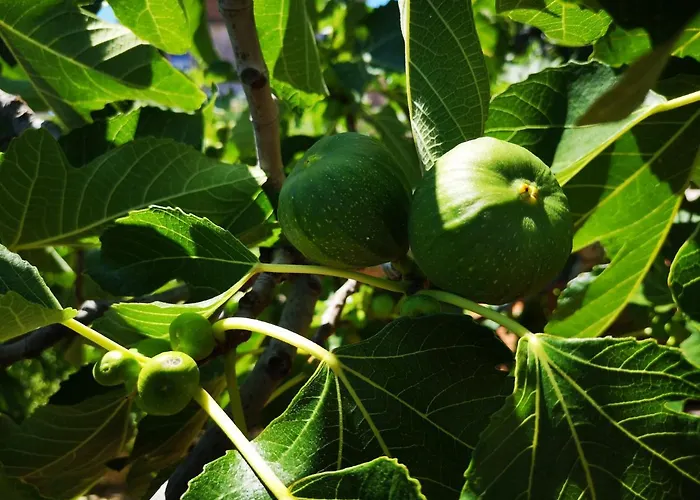 Centurio Apartment Pula